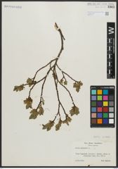Foto von Salix arbuscula L.